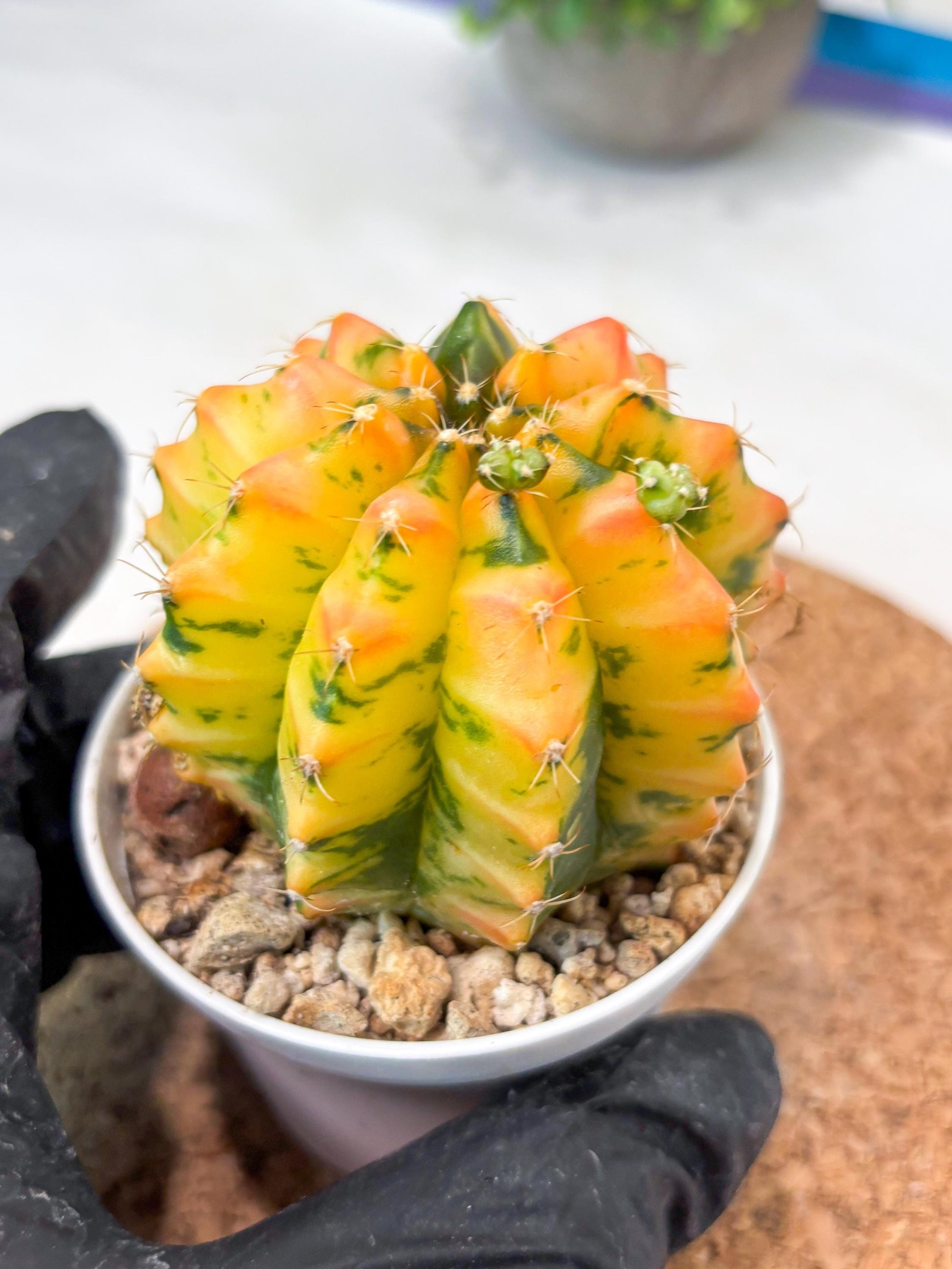 Gymnocalycium "Morning Glory" (g5) (r2) | Special Hybrid cactus