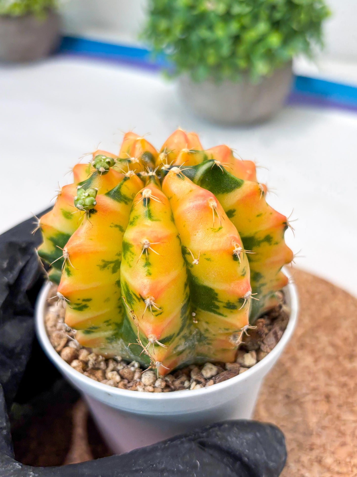 Gymnocalycium "Morning Glory" (g5) (r2) | Special Hybrid cactus