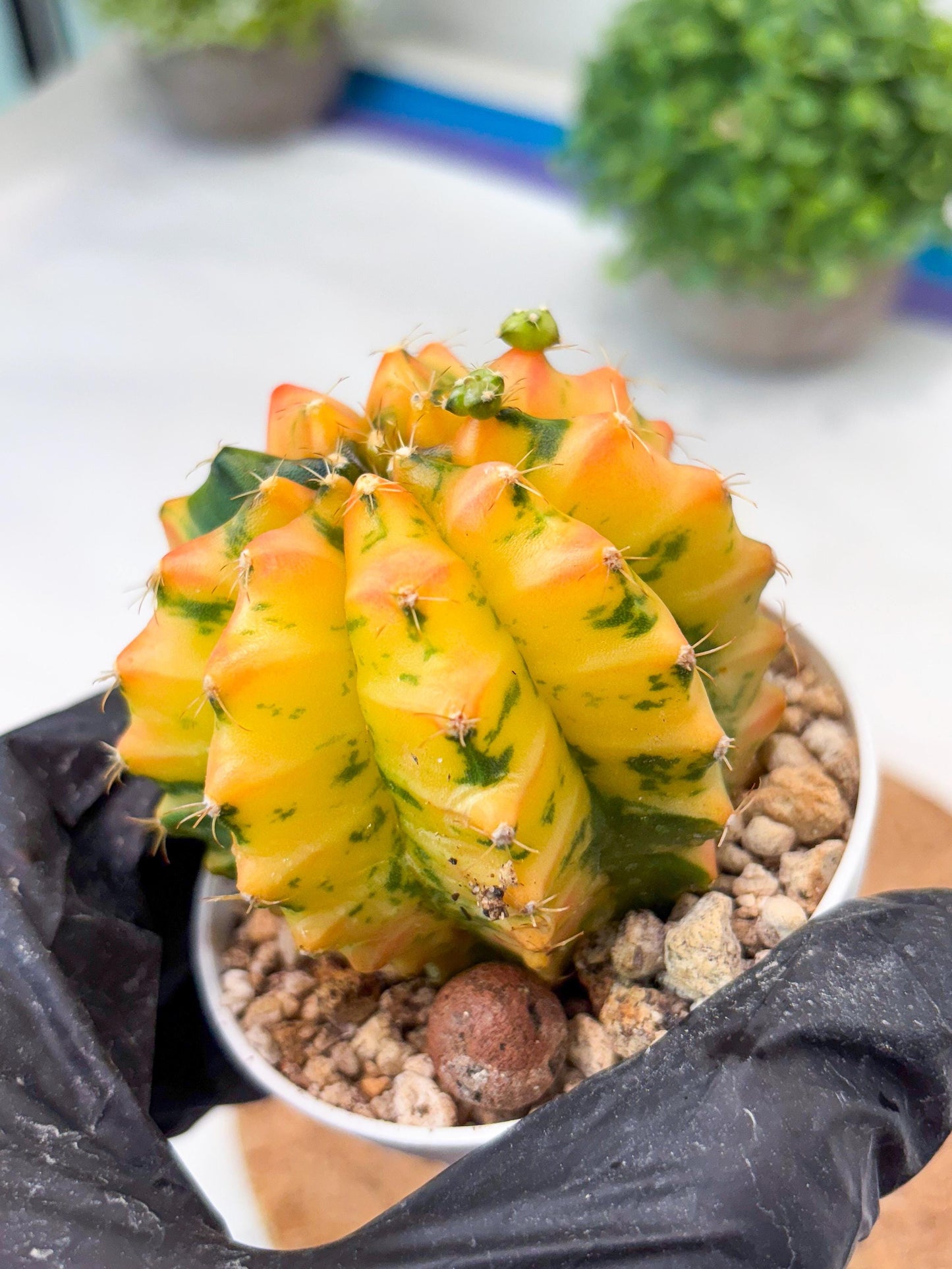 Gymnocalycium "Morning Glory" (g5) (r2) | Special Hybrid cactus