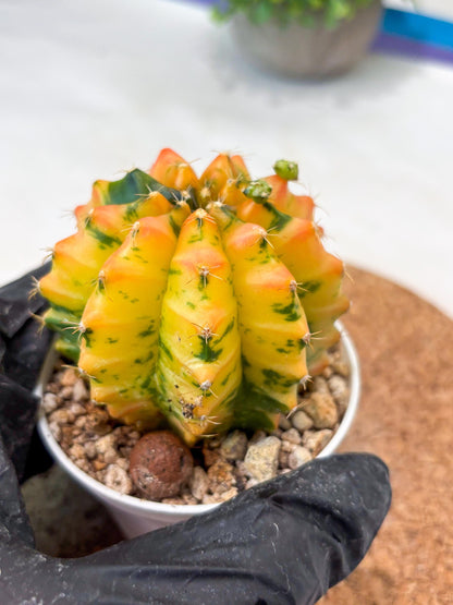 Gymnocalycium "Morning Glory" (g5) (r2) | Special Hybrid cactus