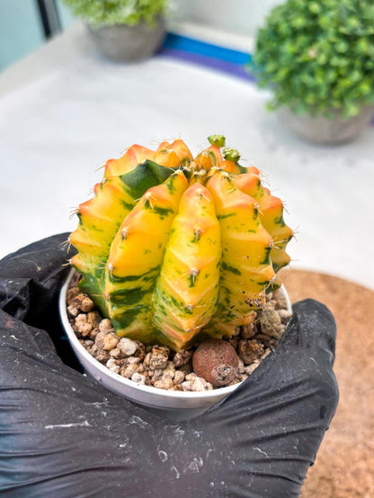 Gymnocalycium "Morning Glory" (g5) (r2) | Special Hybrid cactus