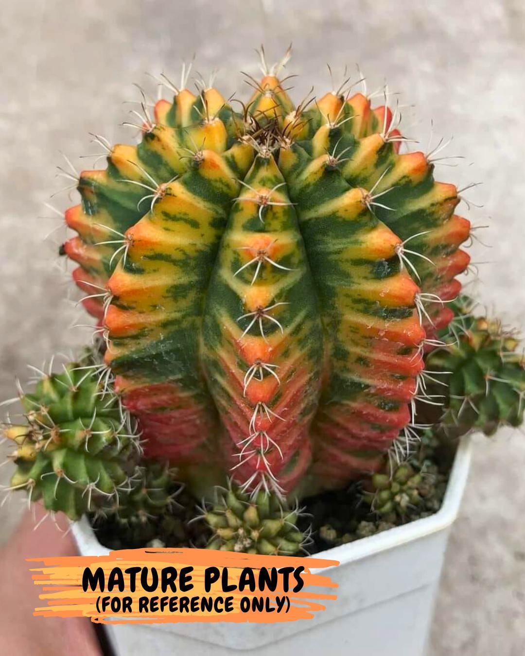 Gymnocalycium Morning Glory (gy23) (10) | Rare Hybrid cactus