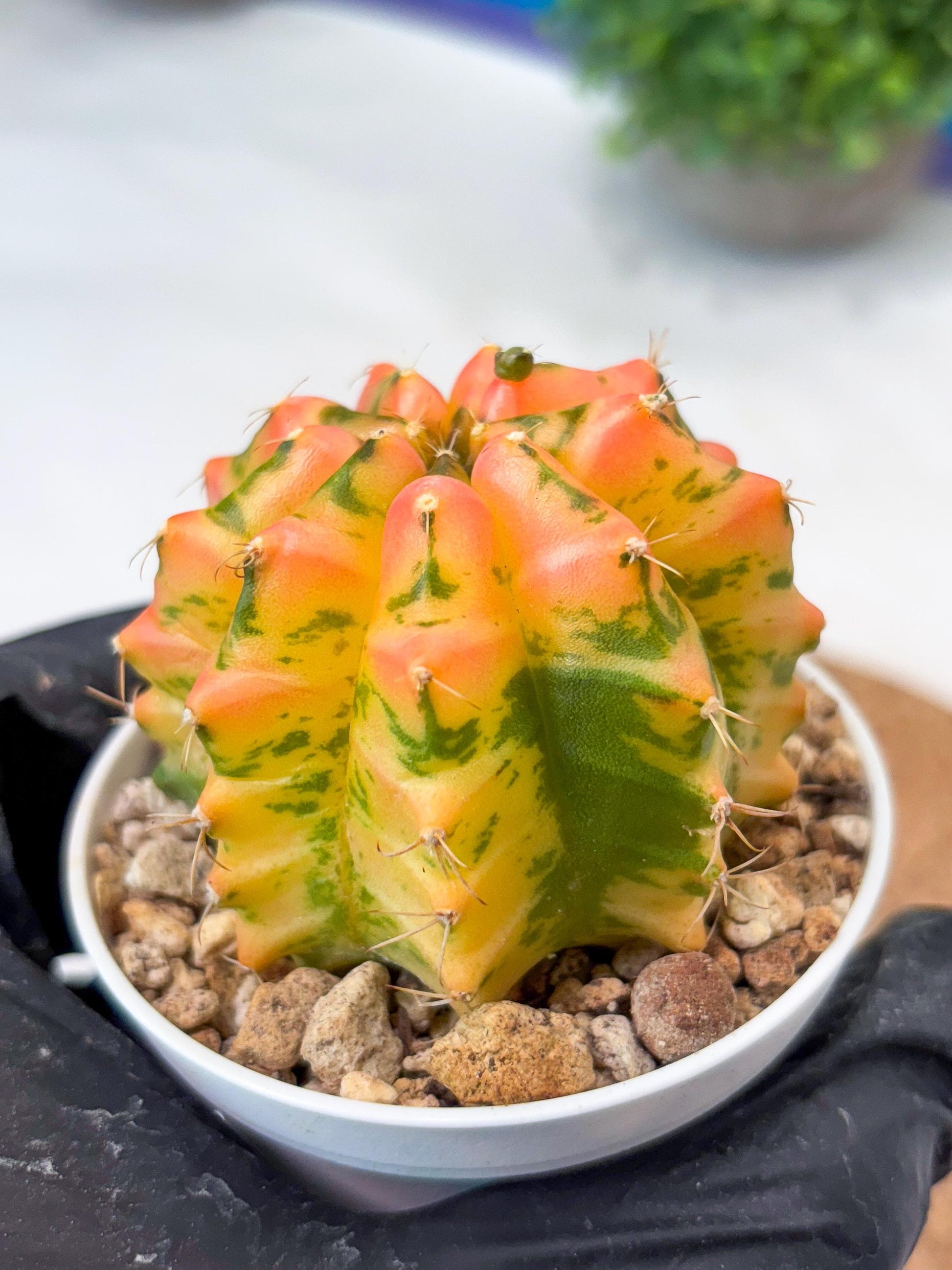 Gymnocalycium "Morning Glory" (g5) (r3) | Special Hybrid cactus