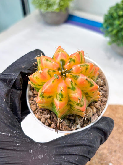 Gymnocalycium "Morning Glory" (g5) (r3) | Special Hybrid cactus