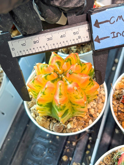 Gymnocalycium "Morning Glory" (g5) (r3) | Special Hybrid cactus