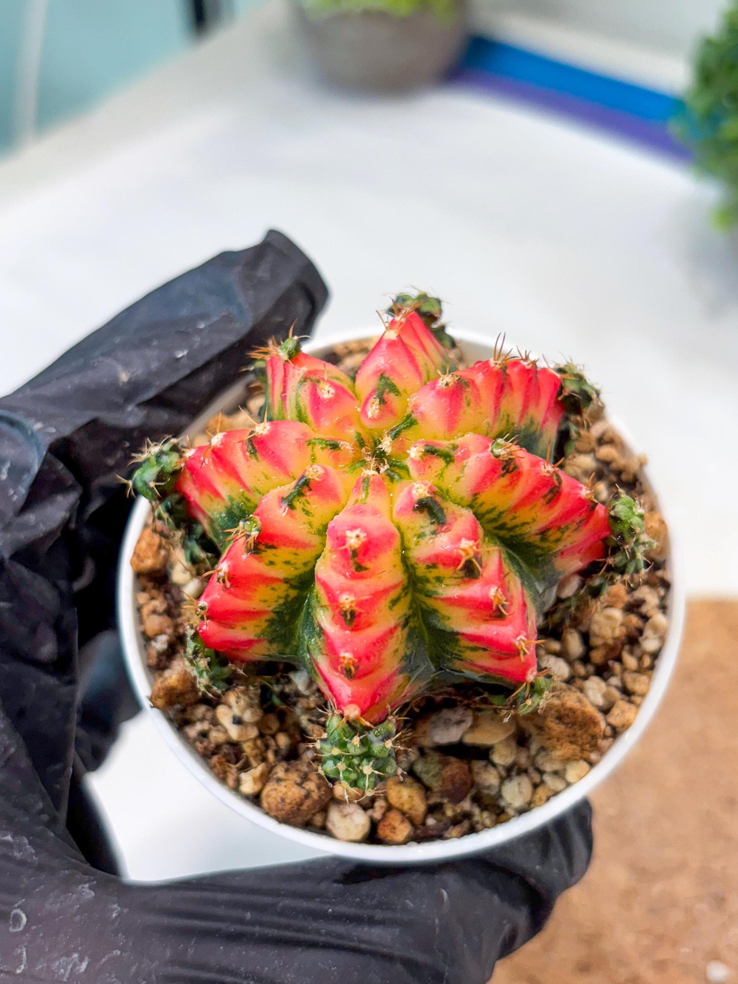 Gymnocalycium "Multicolor" (g5) (r4) | Special Hybrid cactus