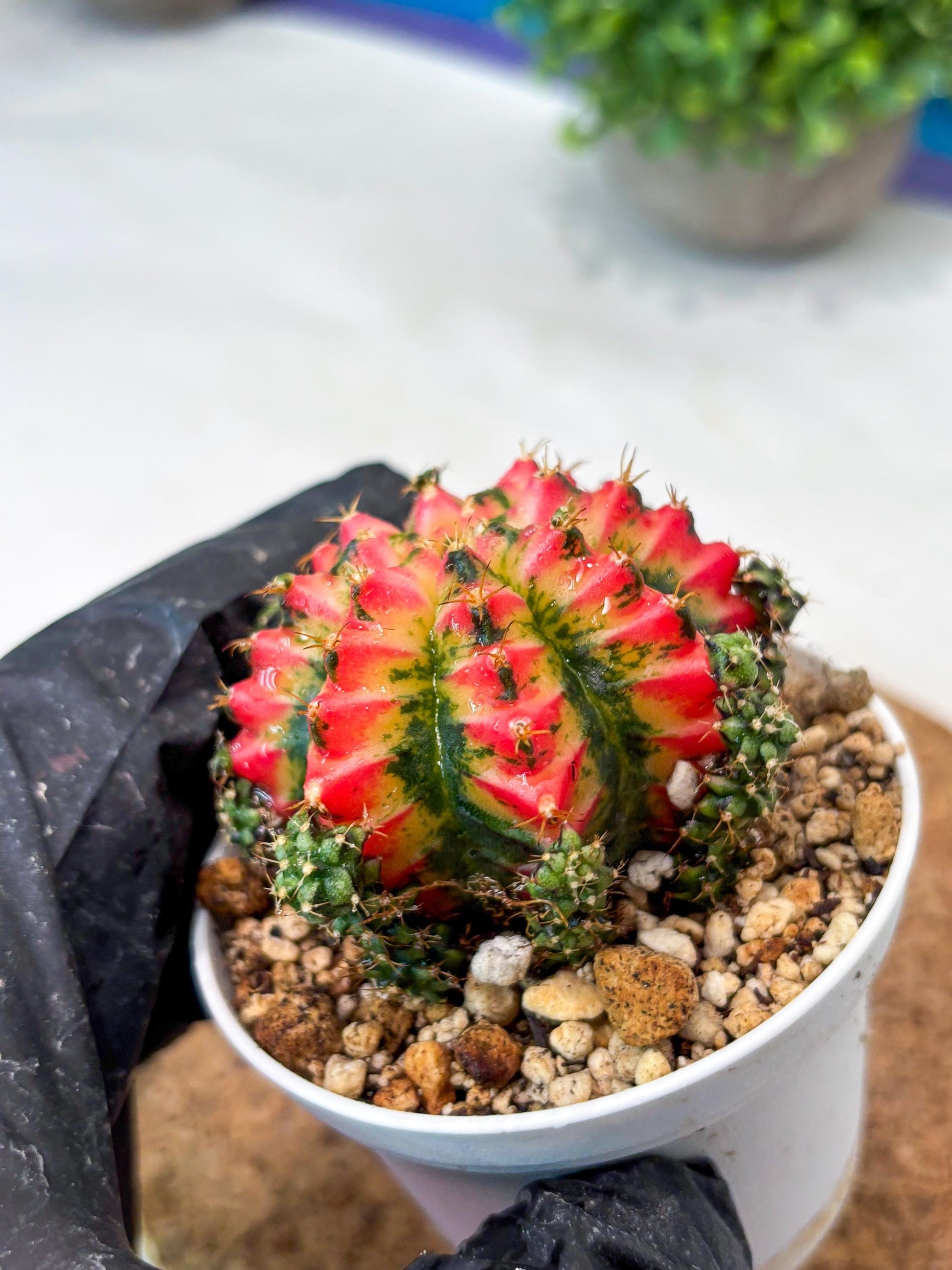 Gymnocalycium "Multicolor" (g5) (r4) | Special Hybrid cactus