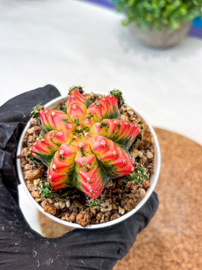 Gymnocalycium "Multicolor" (g5) (r4) | Special Hybrid cactus