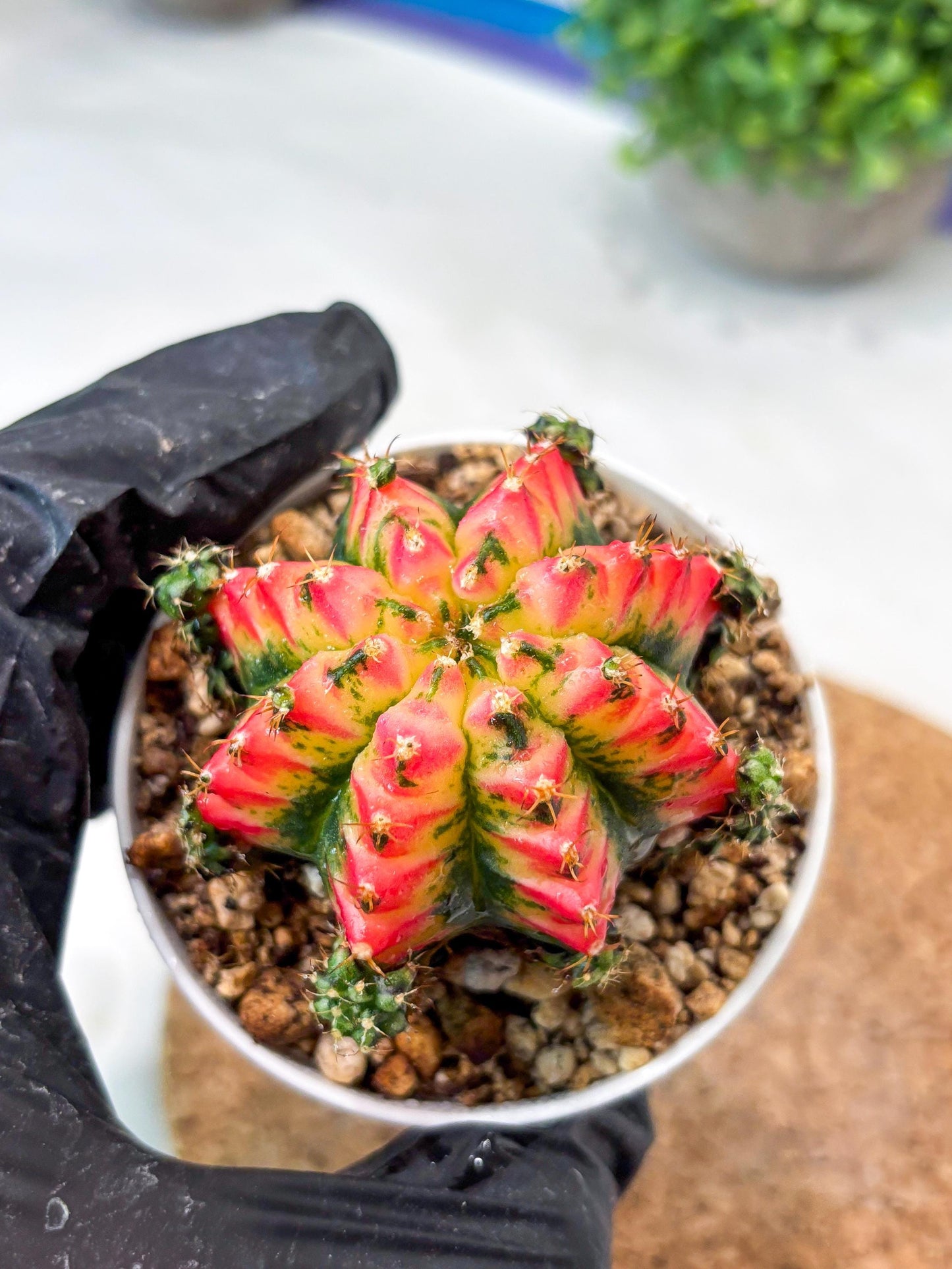 Gymnocalycium "Multicolor" (g5) (r4) | Special Hybrid cactus