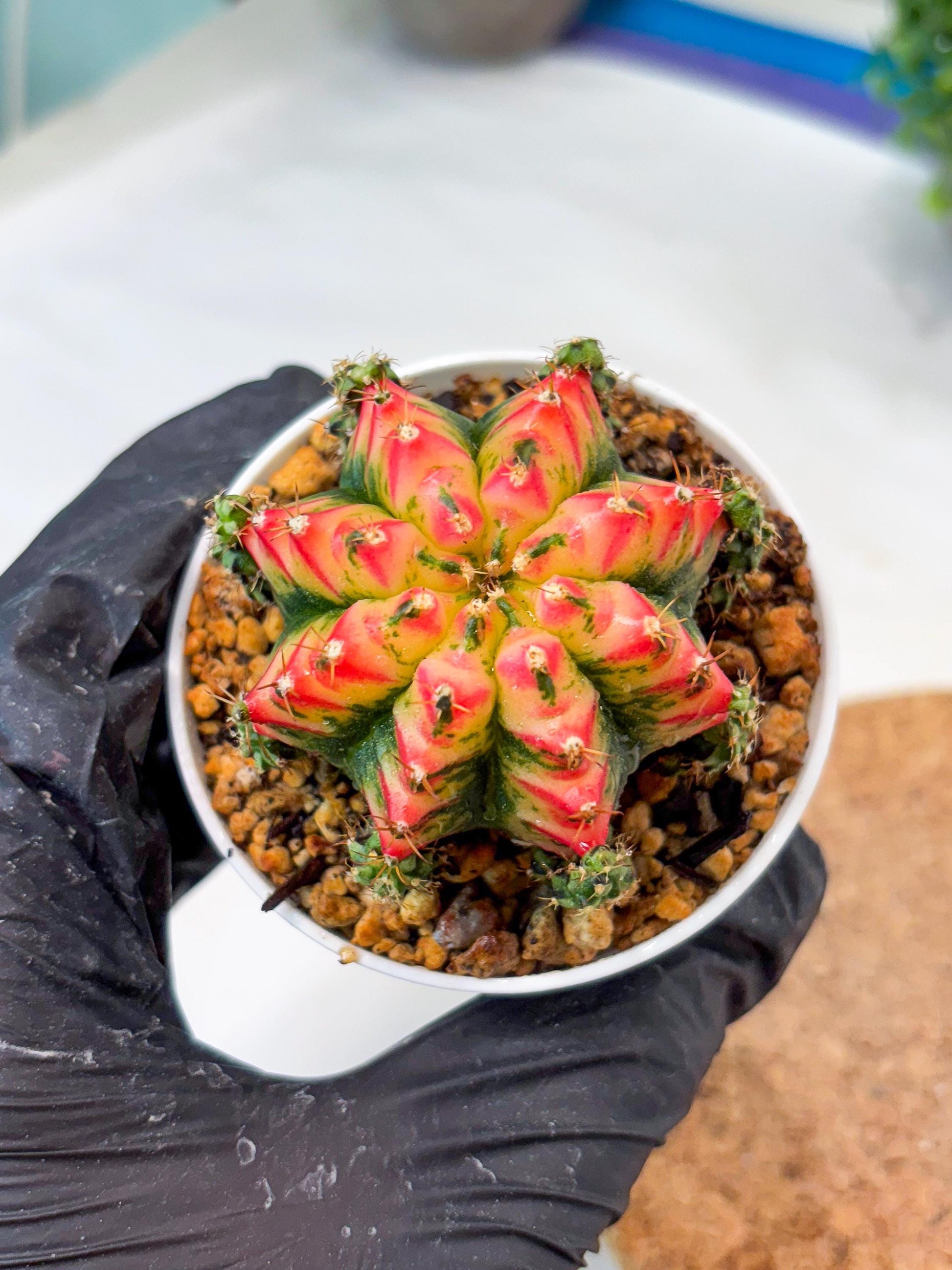 Gymnocalycium "Multicolor" (g5) (r5) | Special Hybrid cactus