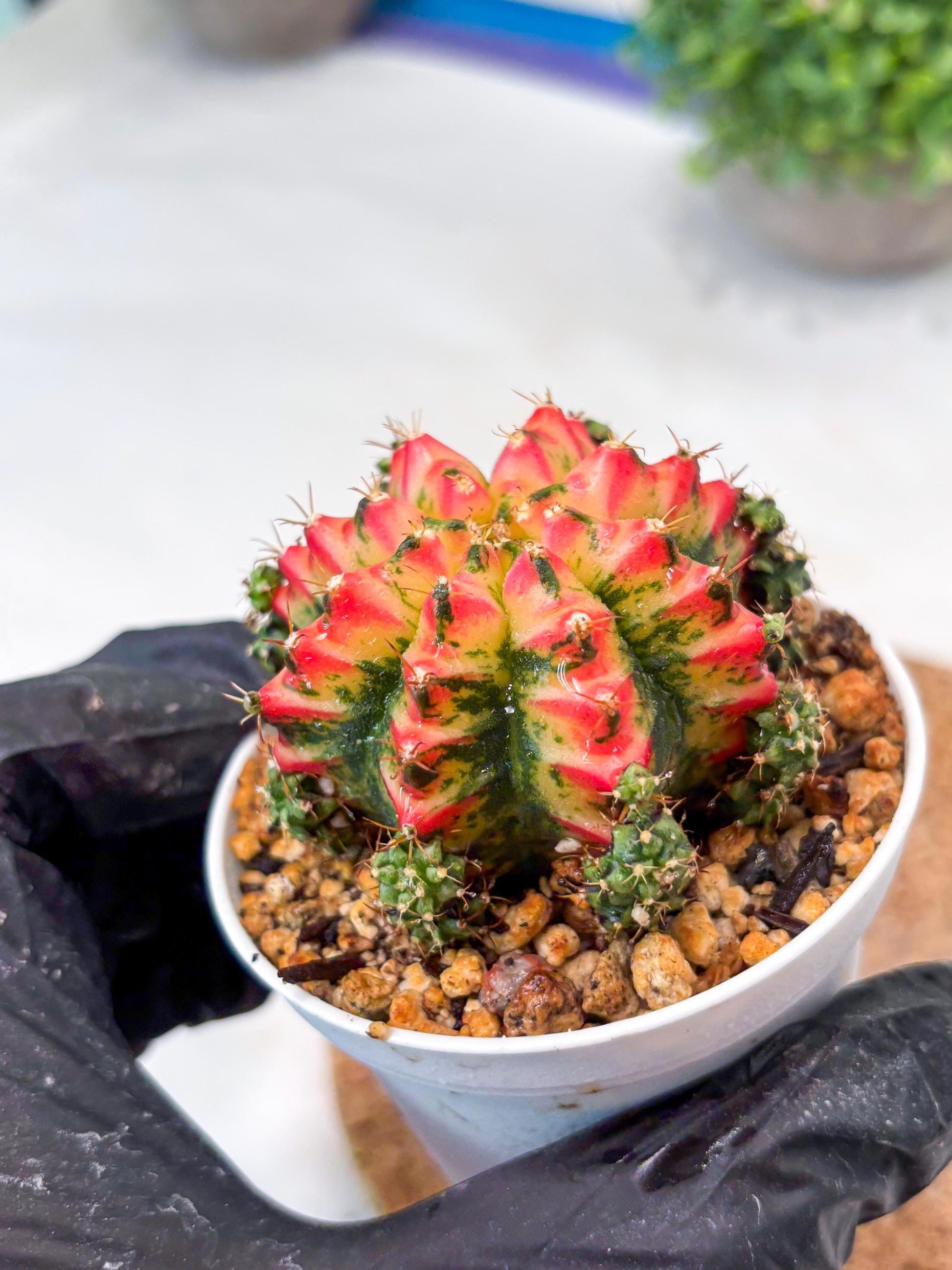 Gymnocalycium "Multicolor" (g5) (r5) | Special Hybrid cactus