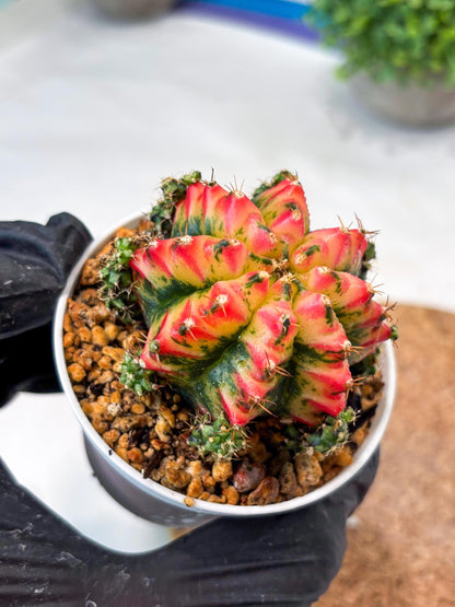 Gymnocalycium "Multicolor" (g5) (r5) | Special Hybrid cactus