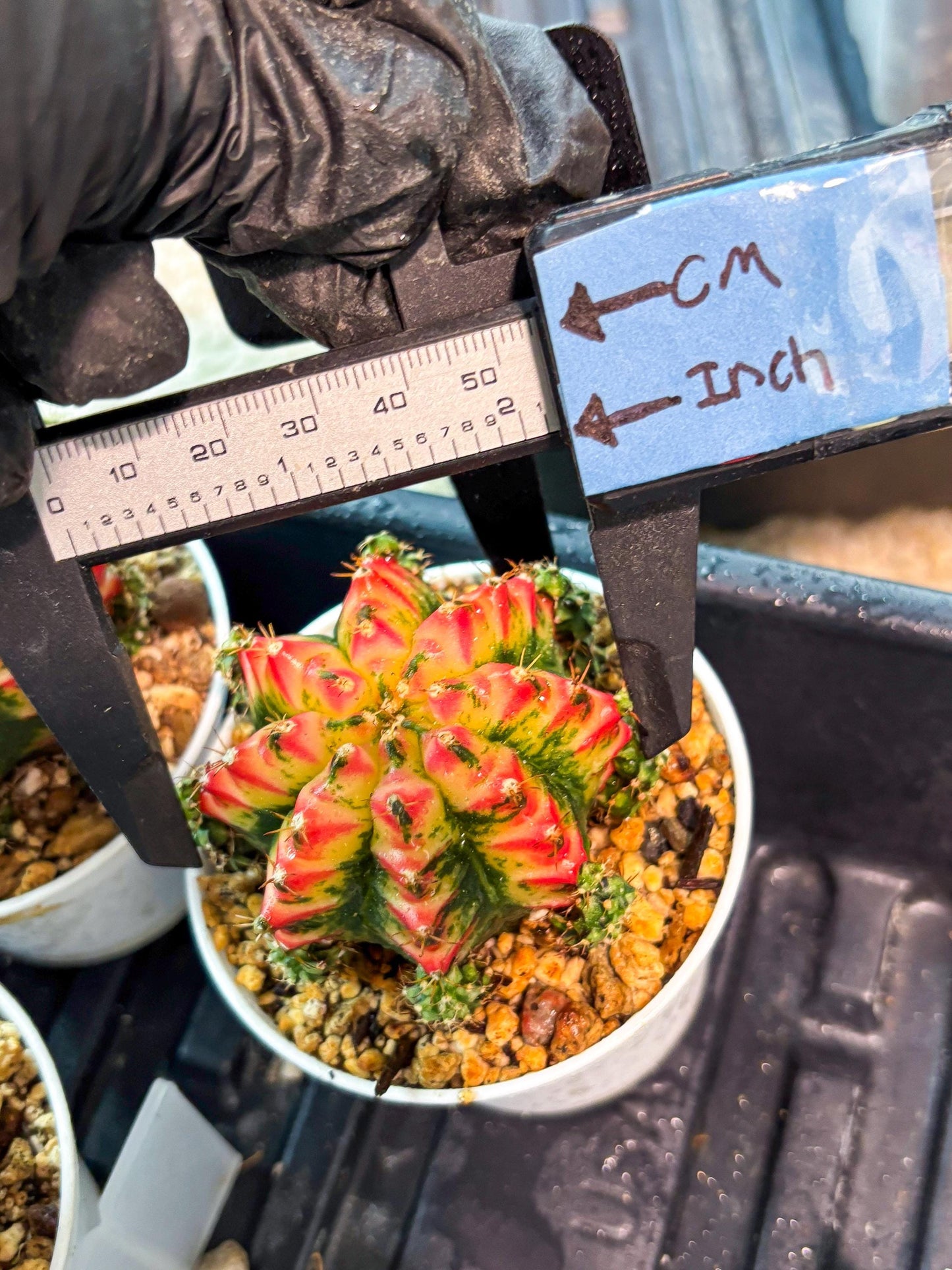 Gymnocalycium "Multicolor" (g5) (r5) | Special Hybrid cactus
