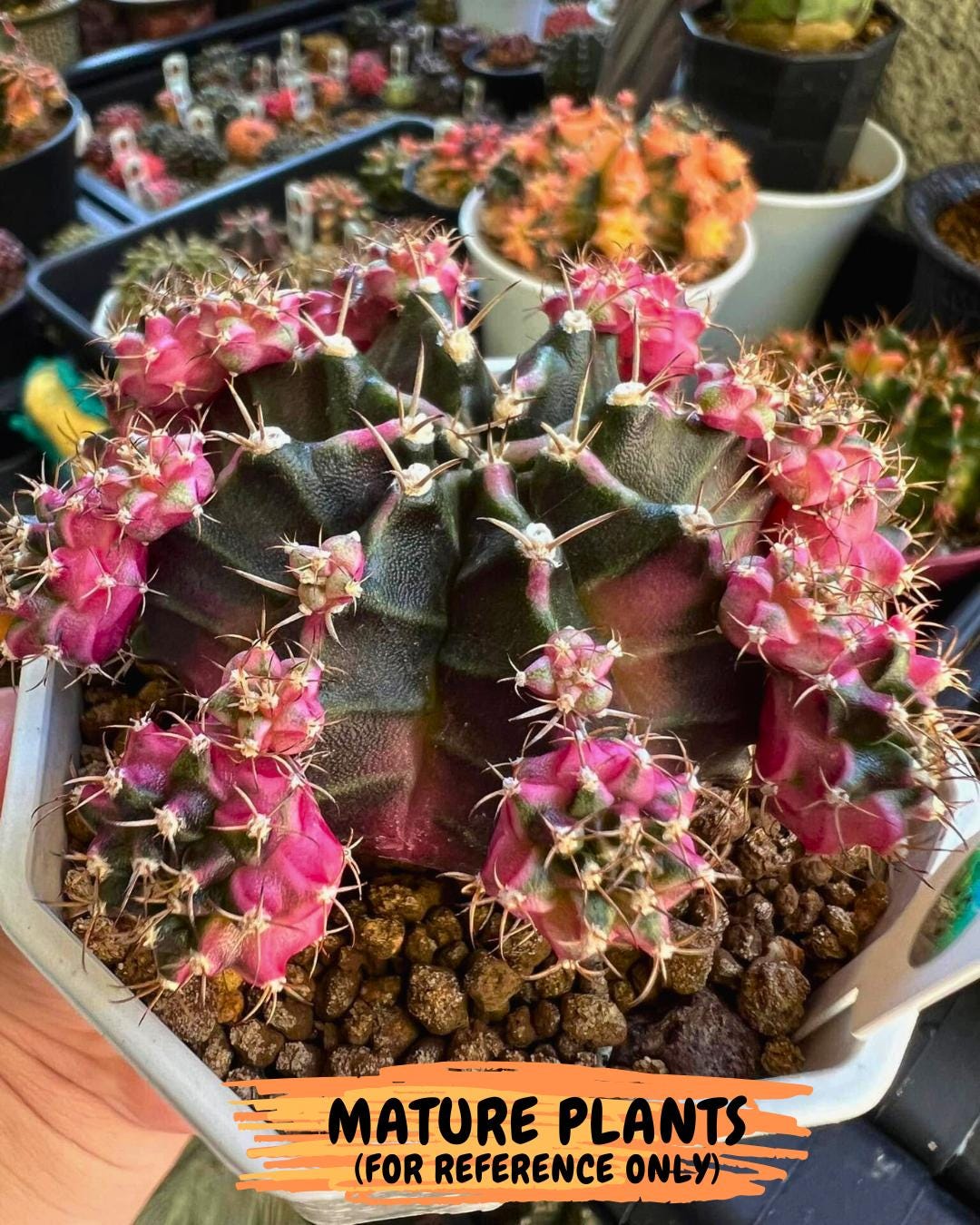 Gymnocalycium Bubble Gum (gy8) (y4) | Special Hybrid cactus