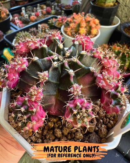 Gymnocalycium Bubble Gum (gy8) (y4) | Special Hybrid cactus