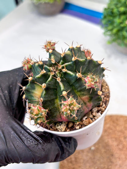 Gymnocalycium "Bubble Gum" (g5) (p2) | Special Hybrid cactus