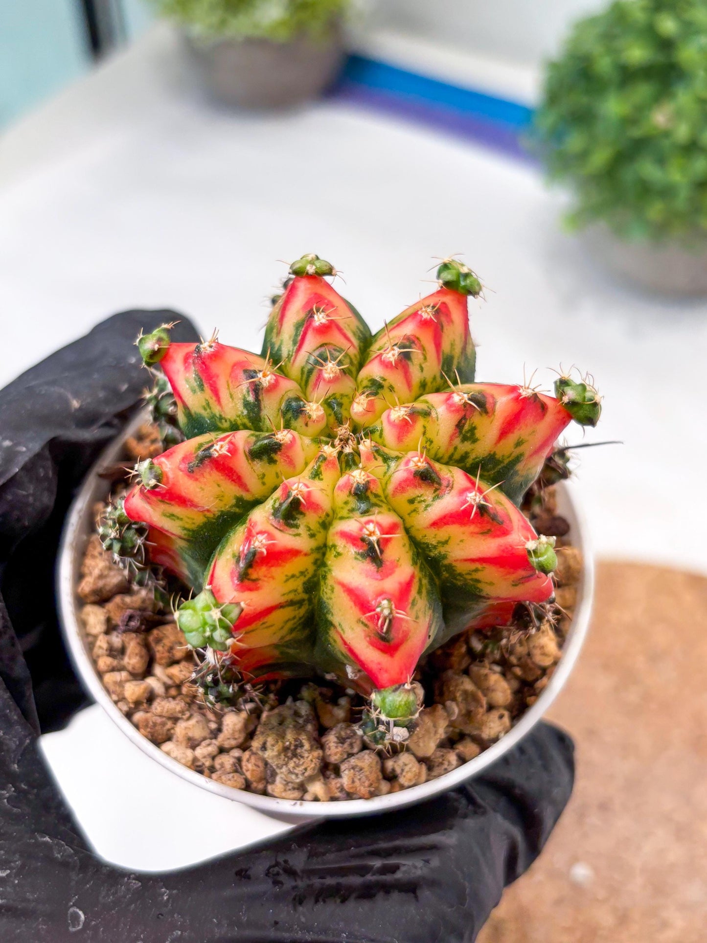 Gymnocalycium "Multicolor" (g5) (p3) | Special Hybrid cactus