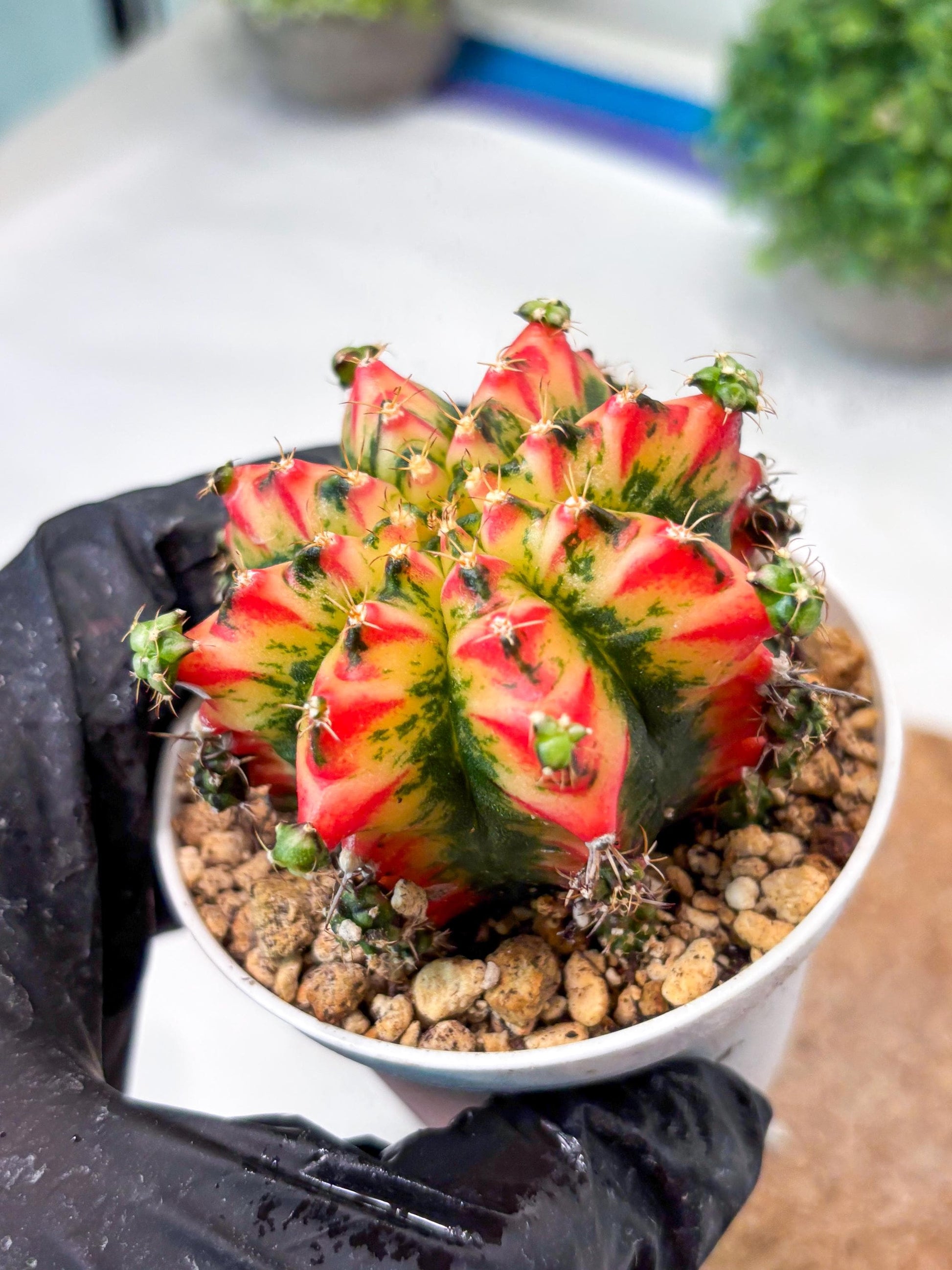 Gymnocalycium "Multicolor" (g5) (p3) | Special Hybrid cactus