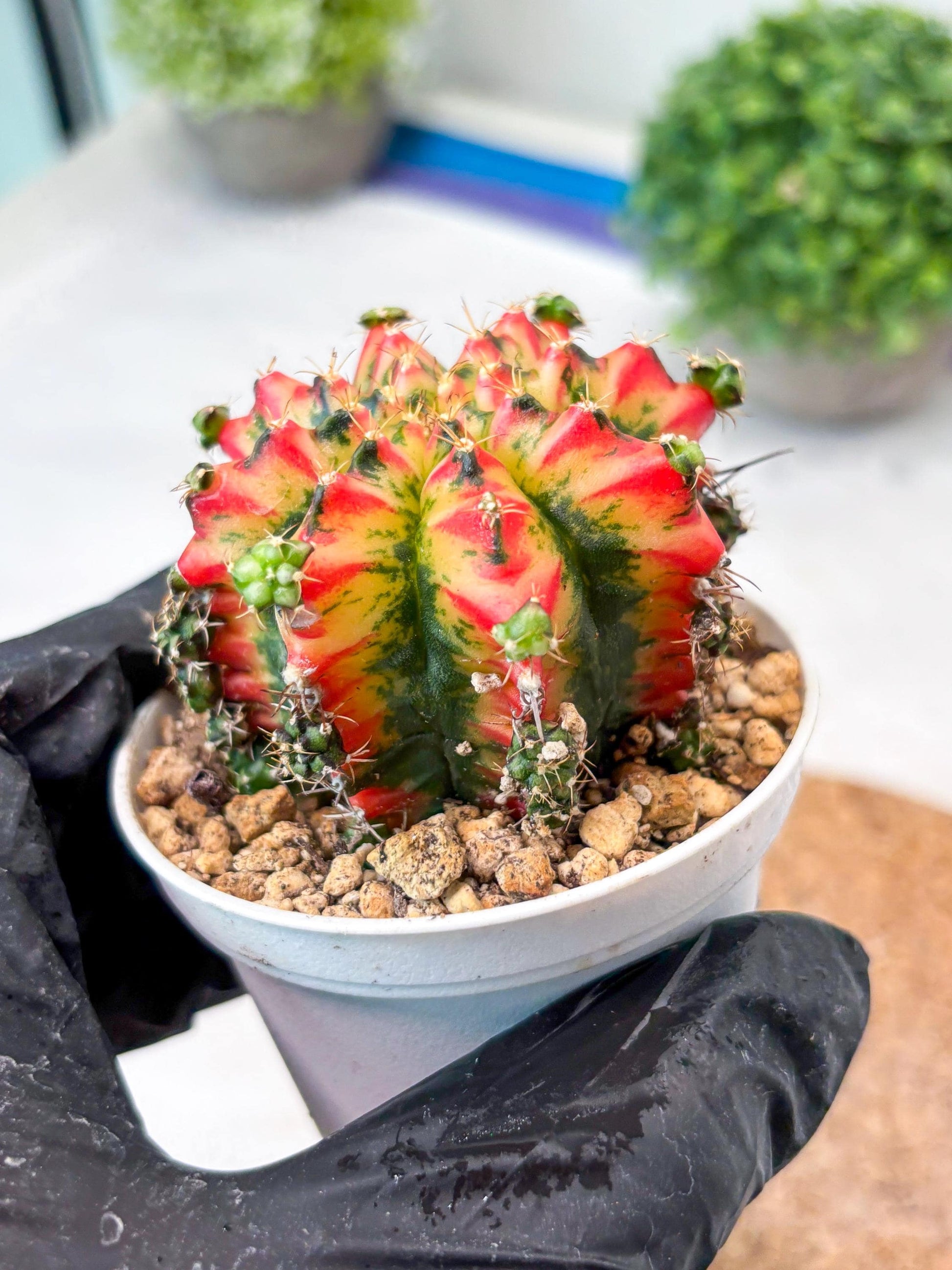 Gymnocalycium "Multicolor" (g5) (p3) | Special Hybrid cactus