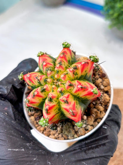 Gymnocalycium "Multicolor" (g5) (p3) | Special Hybrid cactus