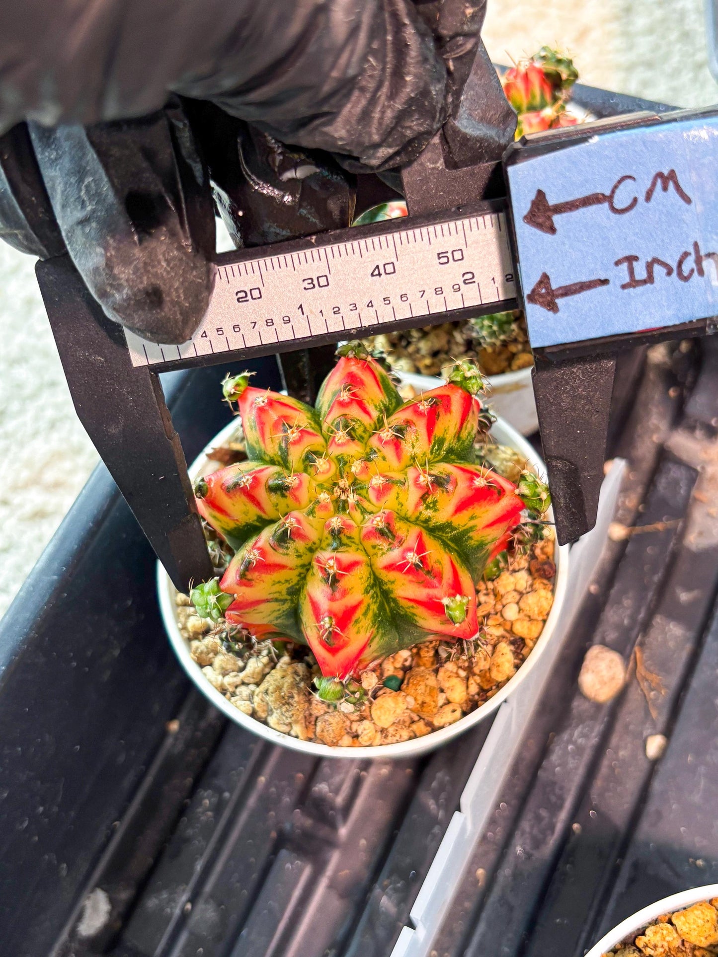 Gymnocalycium "Multicolor" (g5) (p3) | Special Hybrid cactus