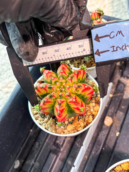 Gymnocalycium "Multicolor" (g5) (p3) | Special Hybrid cactus