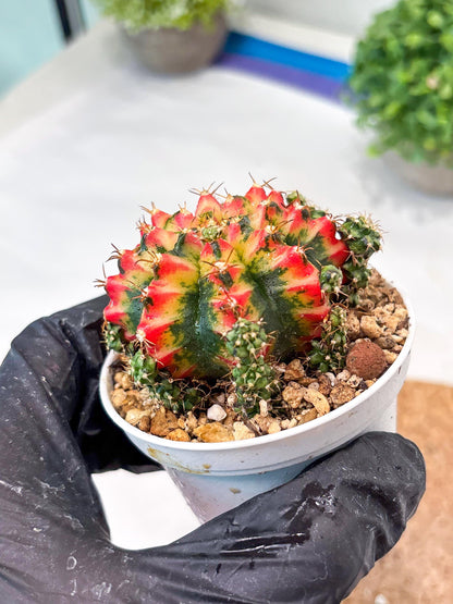 Gymnocalycium "Multicolor" (g5) (p4) | Special Hybrid cactus