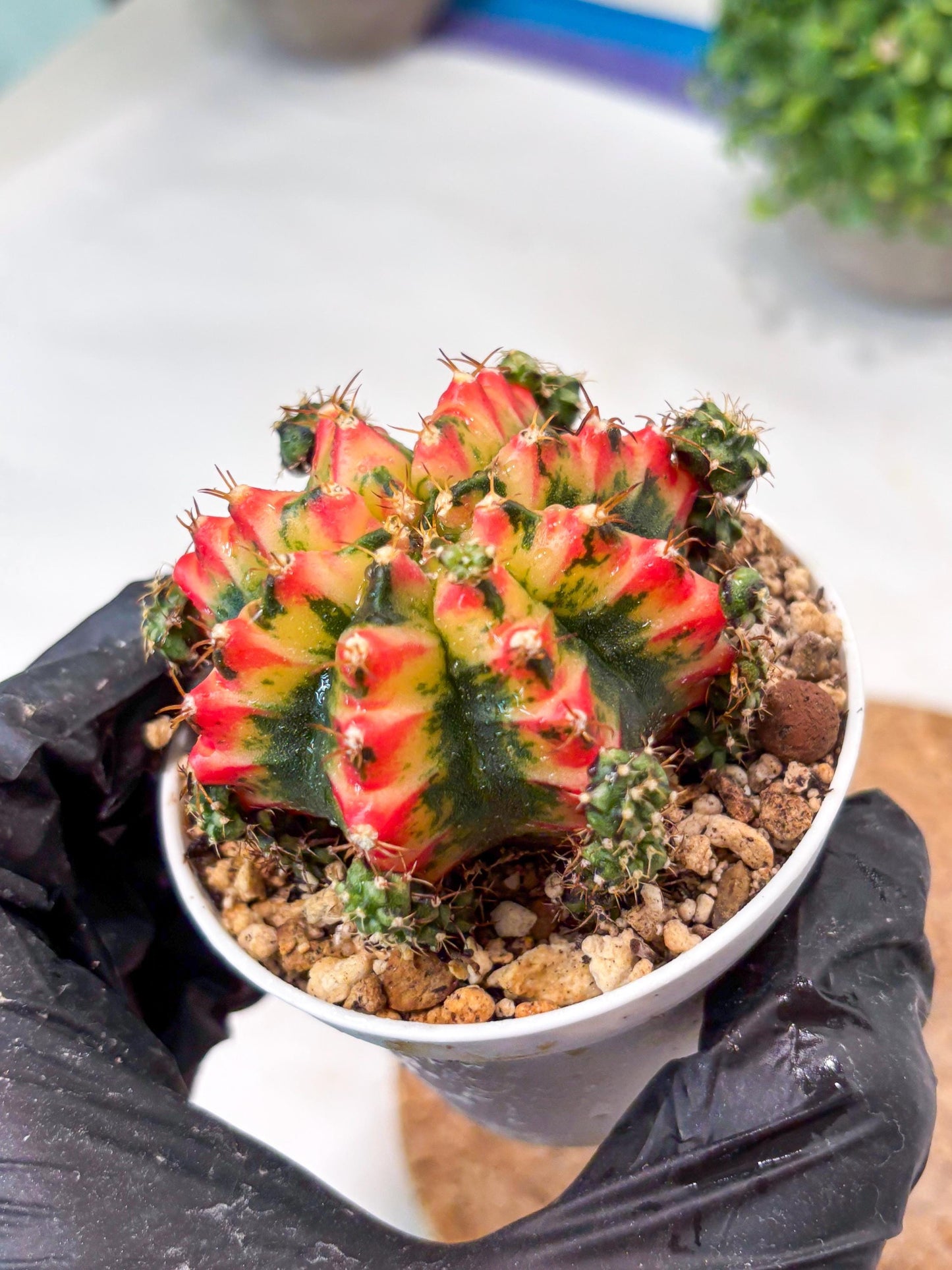 Gymnocalycium "Multicolor" (g5) (p4) | Special Hybrid cactus