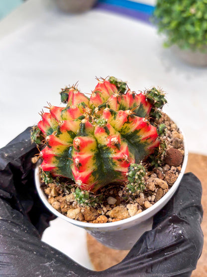 Gymnocalycium "Multicolor" (g5) (p4) | Special Hybrid cactus