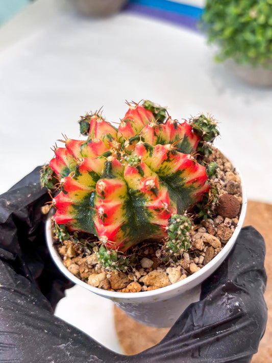 Gymnocalycium "Multicolor" (g5) (p4) | Special Hybrid cactus