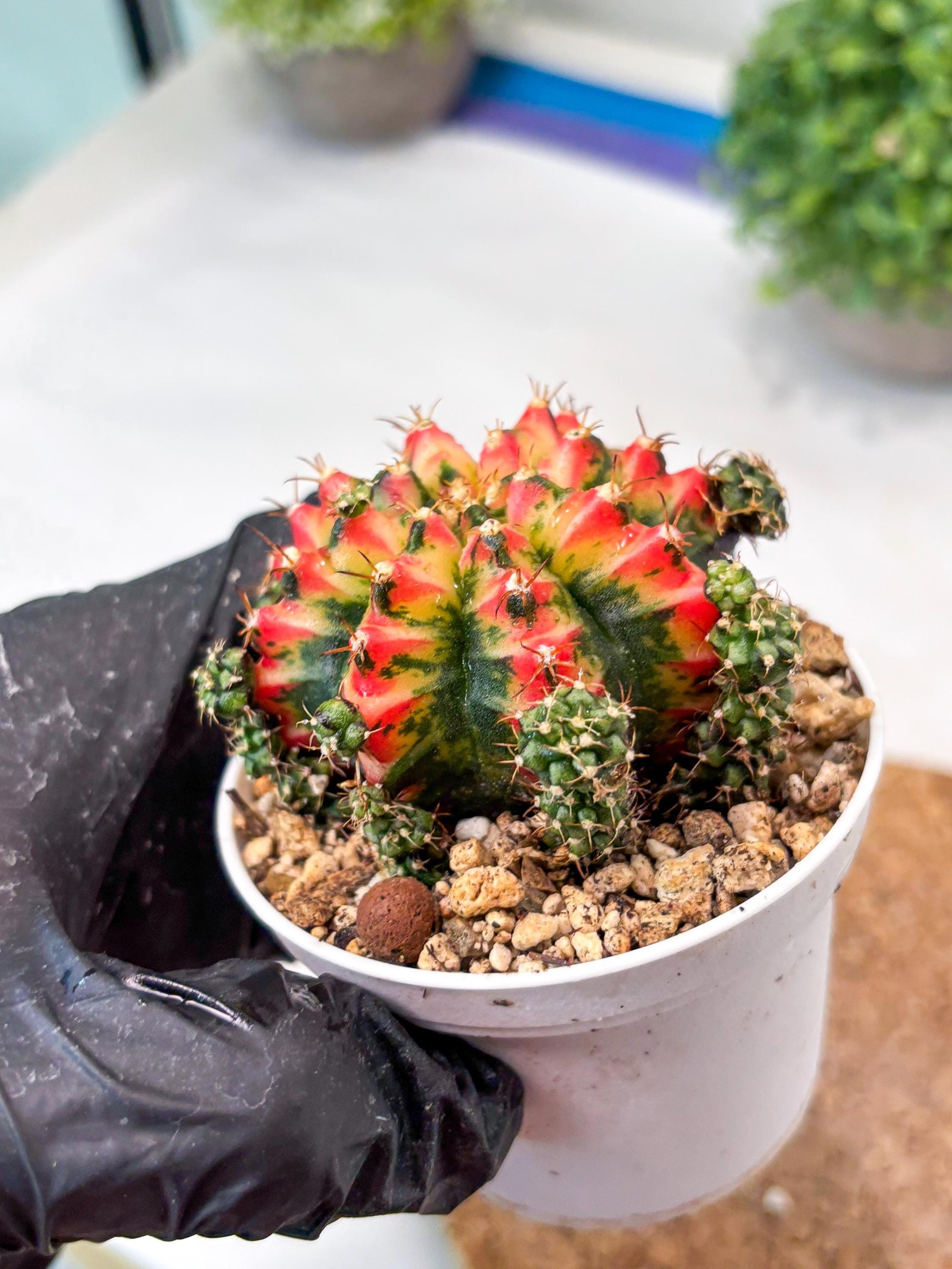 Gymnocalycium "Multicolor" (g5) (p4) | Special Hybrid cactus