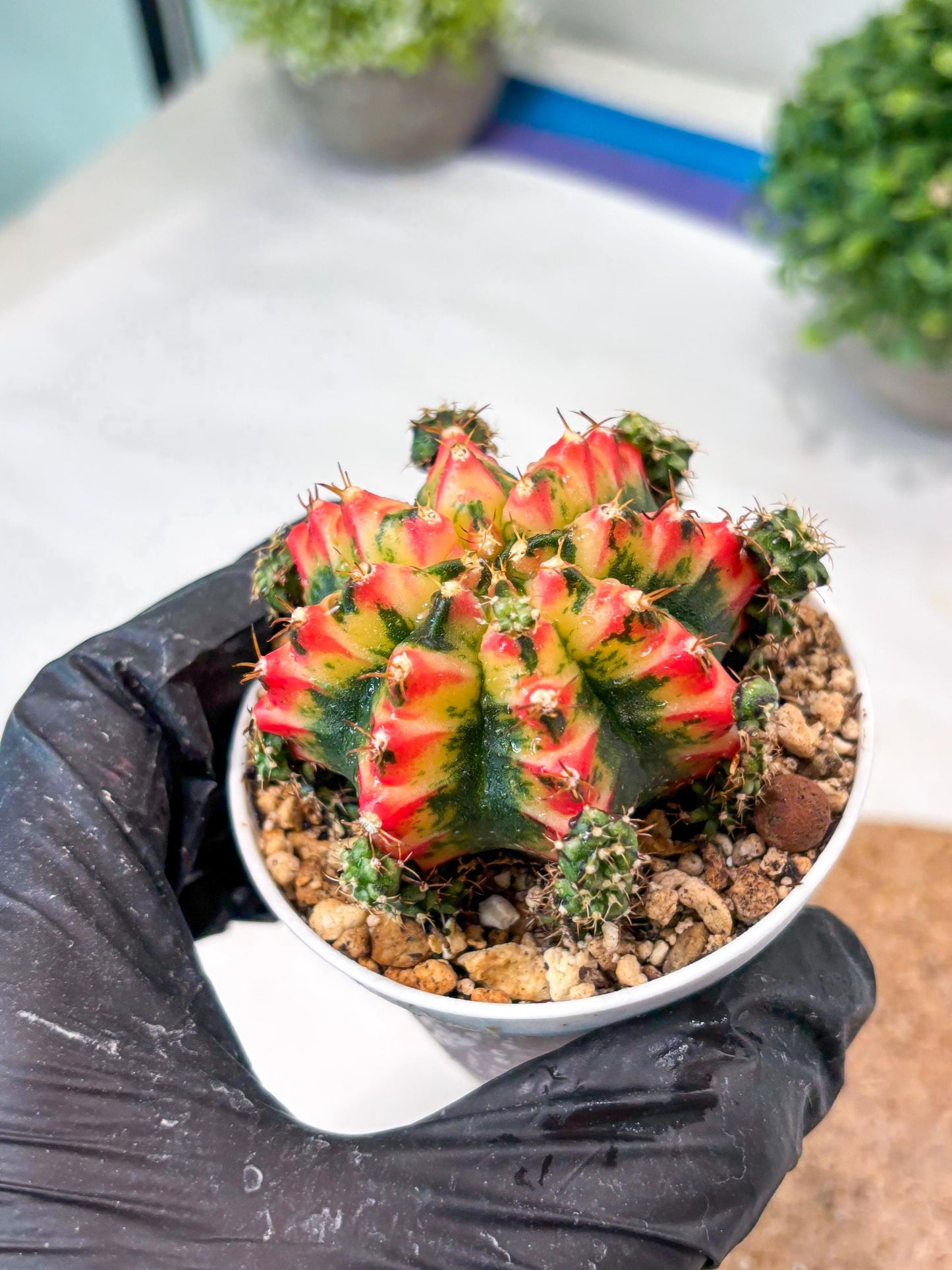 Gymnocalycium "Multicolor" (g5) (p4) | Special Hybrid cactus