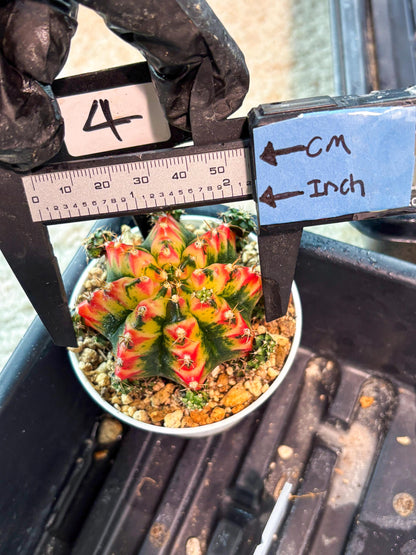 Gymnocalycium "Multicolor" (g5) (p4) | Special Hybrid cactus