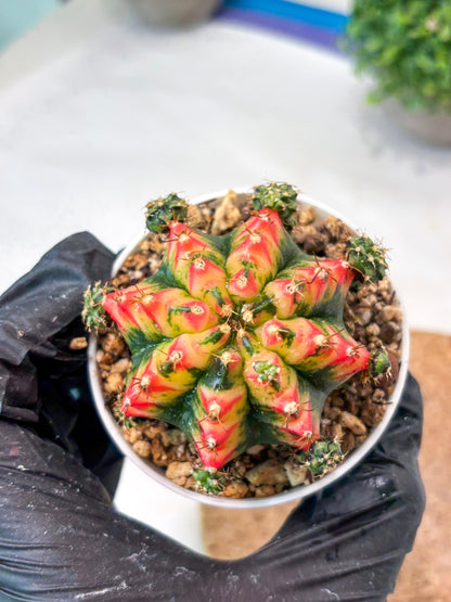 Gymnocalycium "Multicolor" (g5) (p4) | Special Hybrid cactus