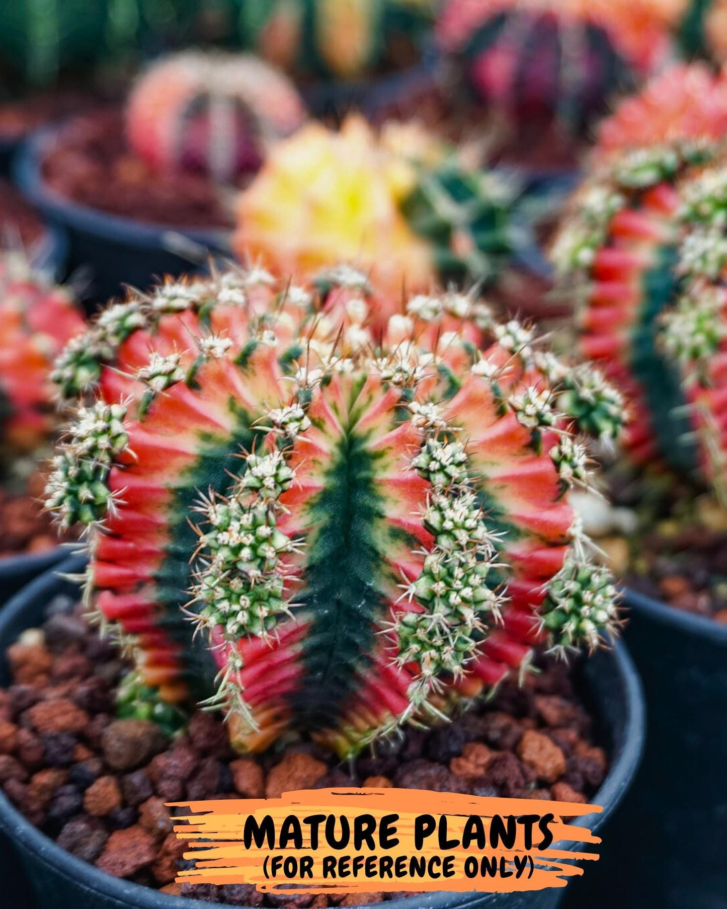 Gymnocalycium "Multicolor" (g5) (p4) | Special Hybrid cactus