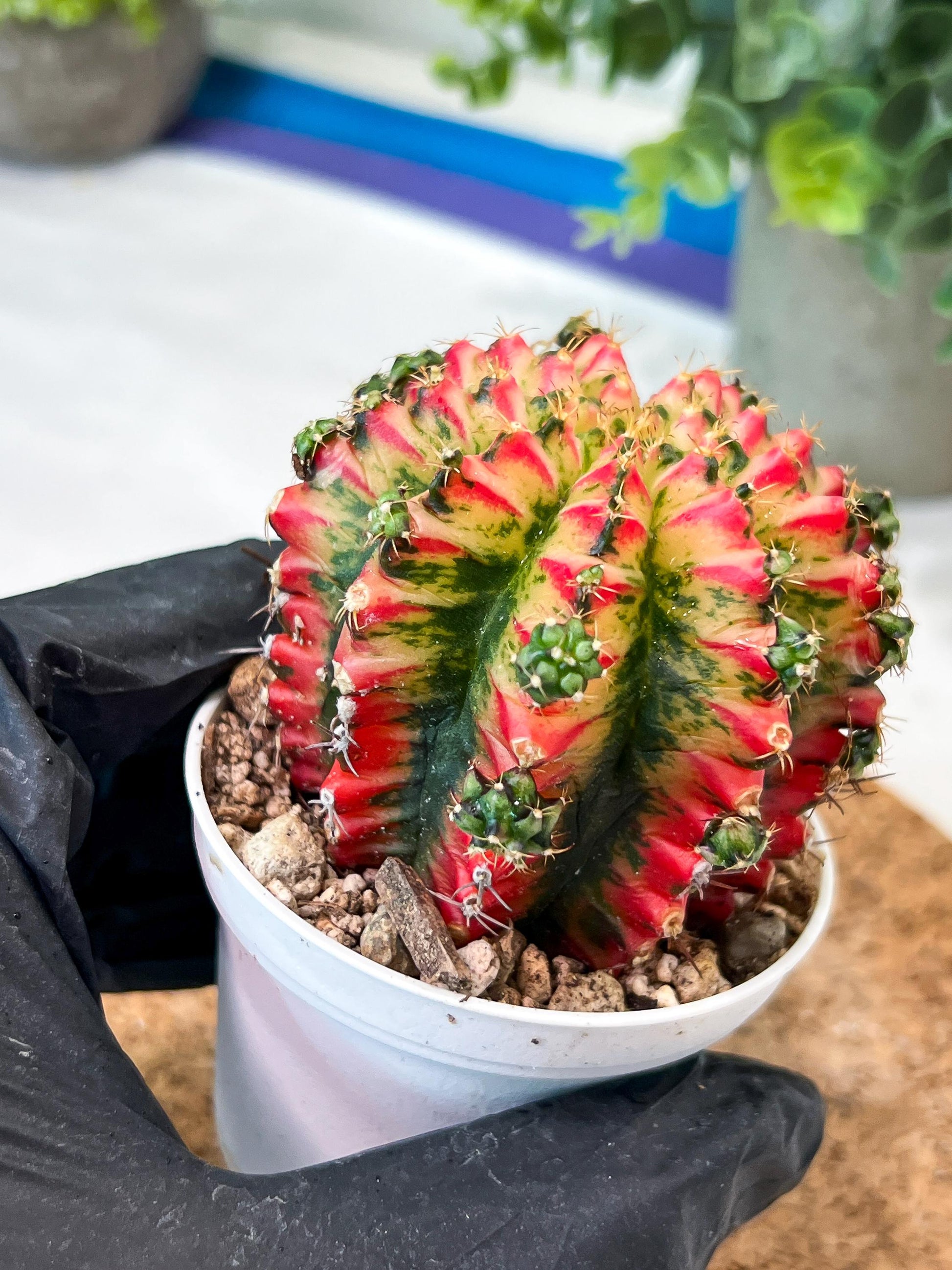 Gymnocalycium "Multicolor" (g2) (o1) | Special Hybrid cactus