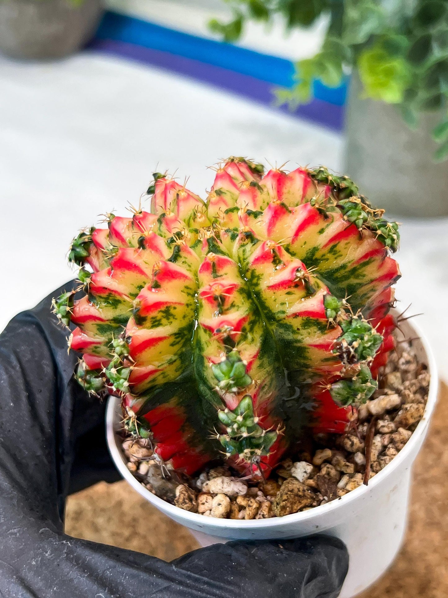 Gymnocalycium "Multicolor" (g2) (o1) | Special Hybrid cactus