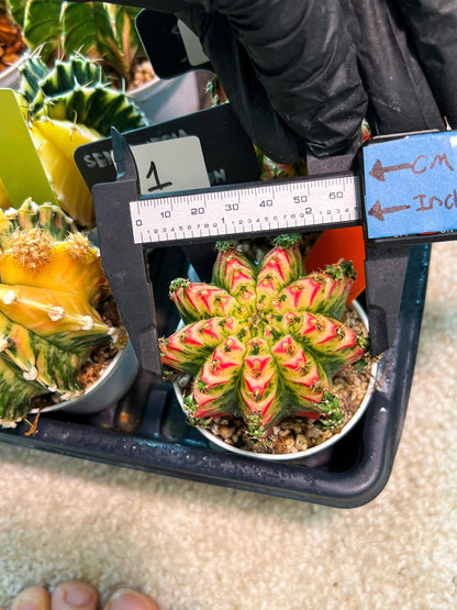 Gymnocalycium "Multicolor" (g2) (o1) | Special Hybrid cactus