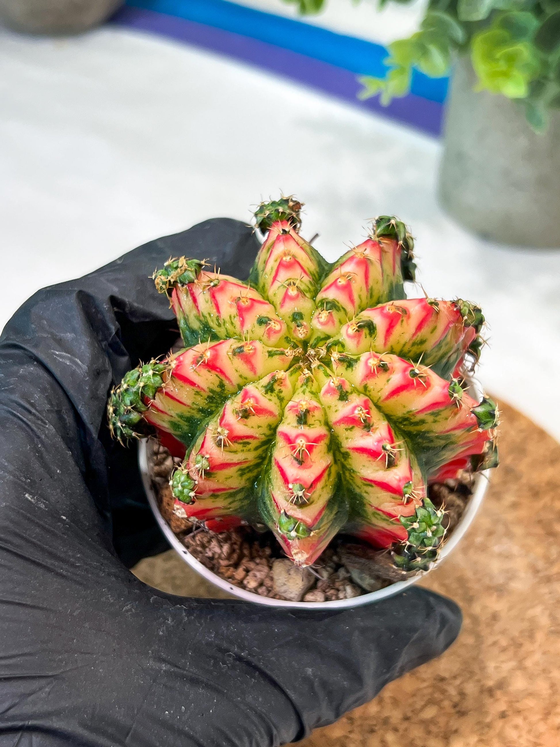 Gymnocalycium "Multicolor" (g2) (o1) | Special Hybrid cactus