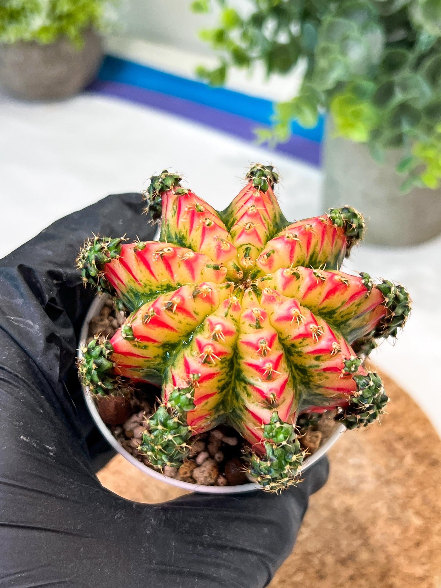Gymnocalycium "Multicolor" (g2) (o2) | Special Hybrid cactus