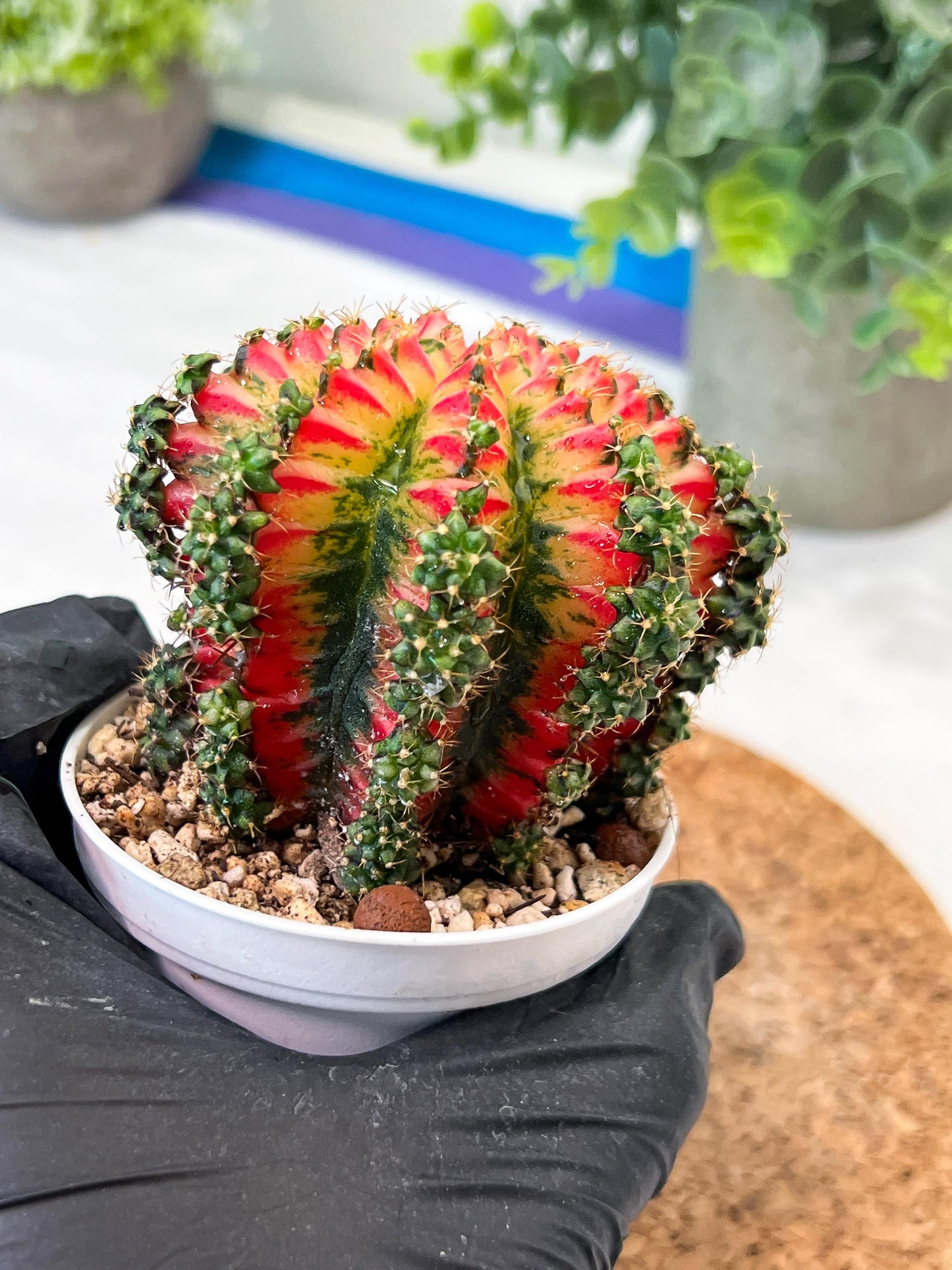Gymnocalycium "Multicolor" (g2) (o2) | Special Hybrid cactus