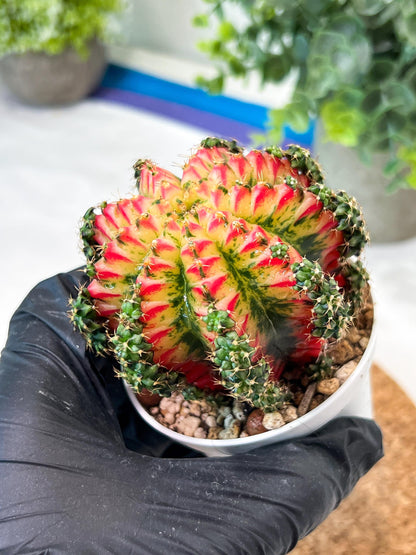 Gymnocalycium "Multicolor" (g2) (o2) | Special Hybrid cactus