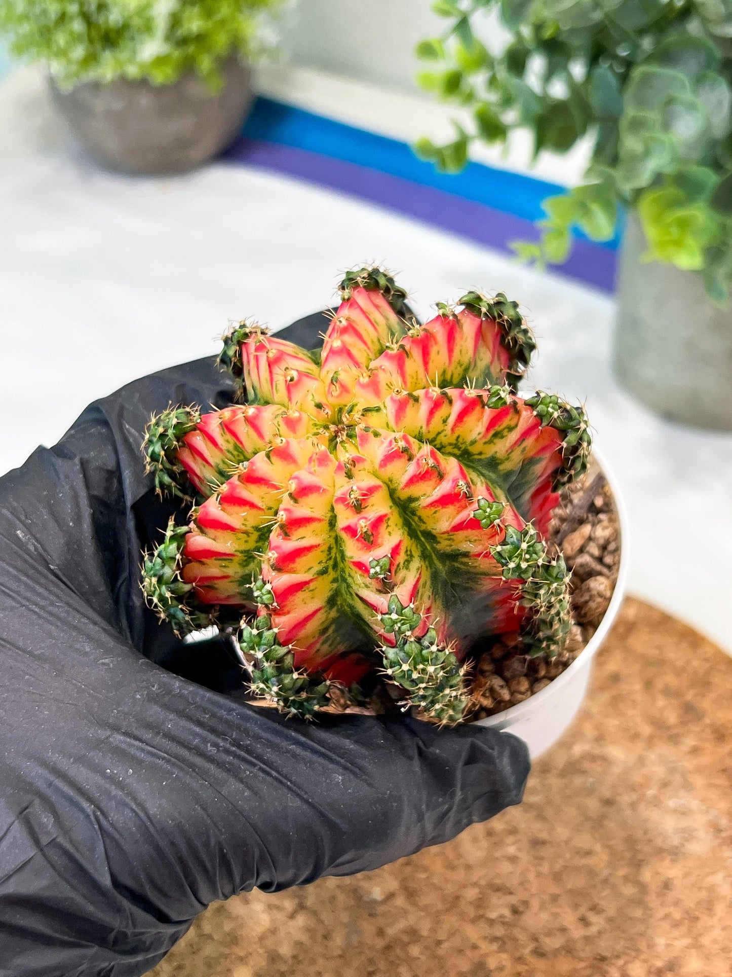 Gymnocalycium "Multicolor" (g2) (o2) | Special Hybrid cactus