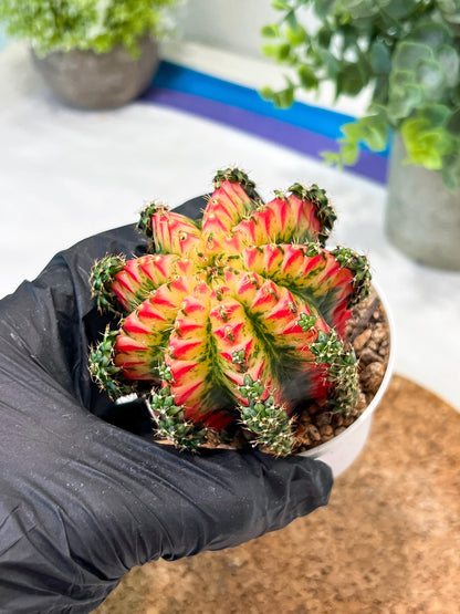 Gymnocalycium "Multicolor" (g2) (o2) | Special Hybrid cactus