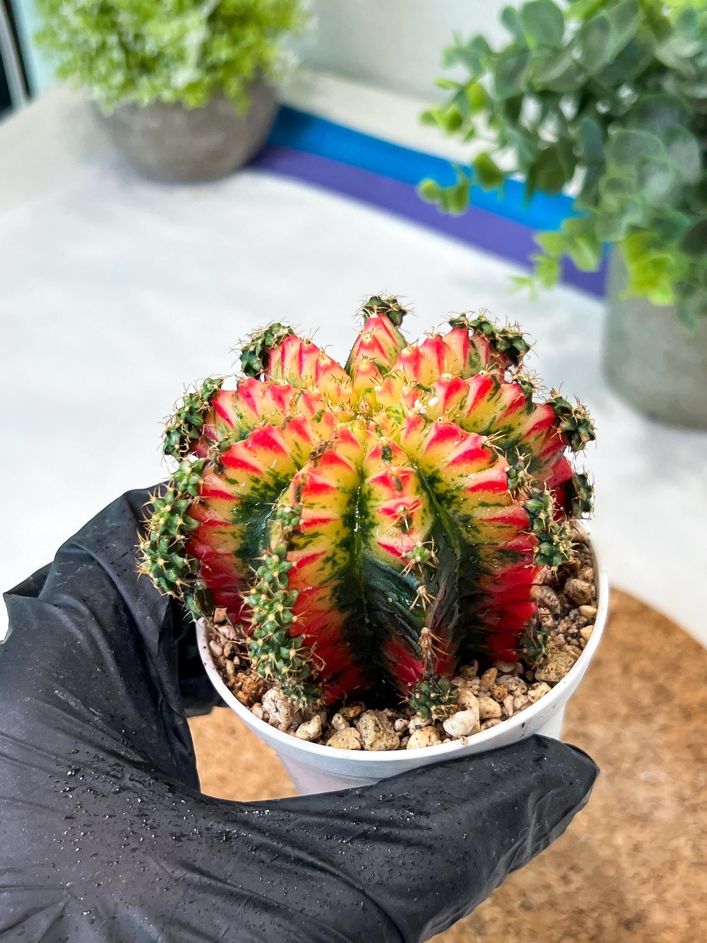 Gymnocalycium "Multicolor" (g2) (o3) | Special Hybrid cactus