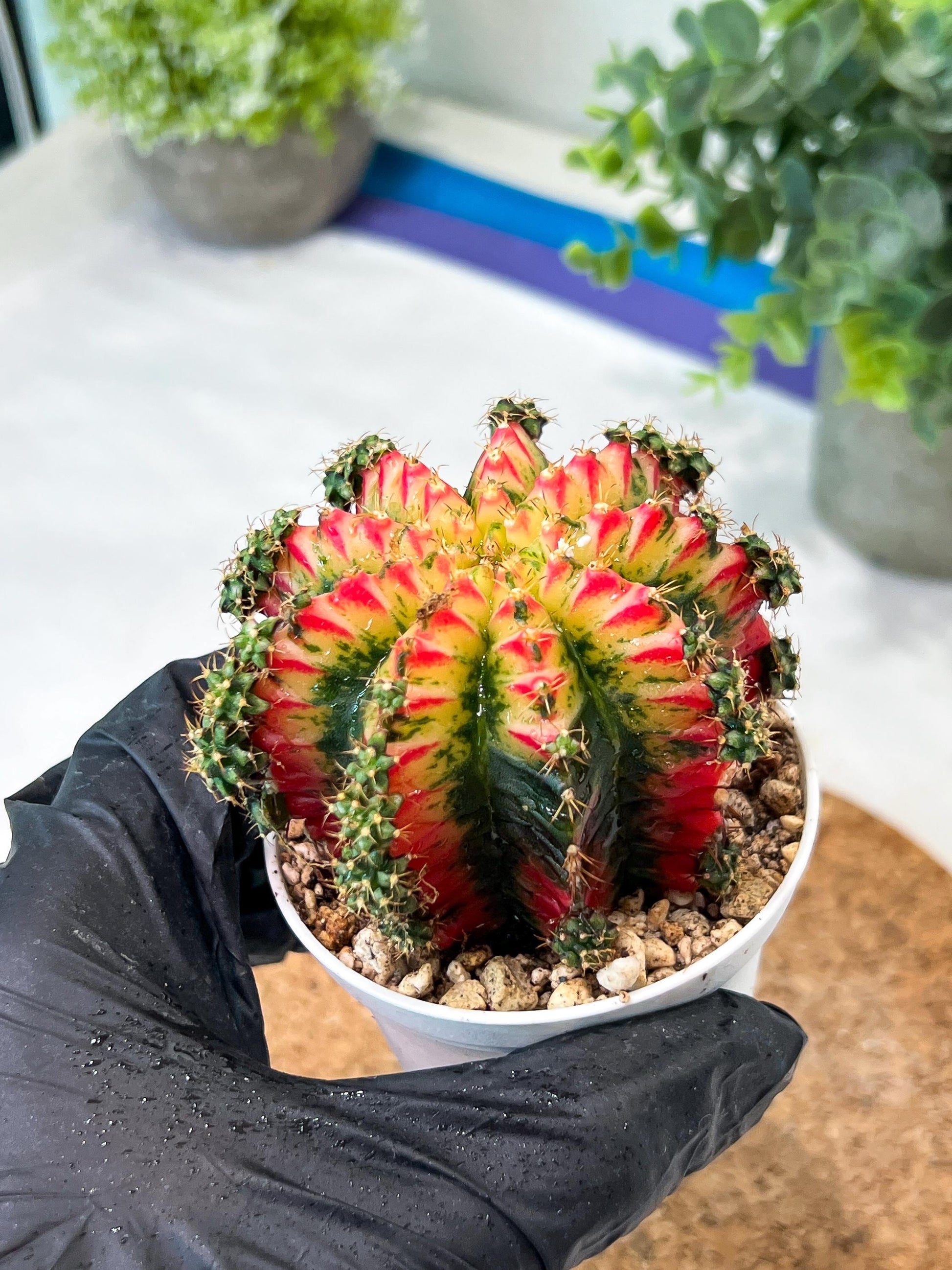 Gymnocalycium "Multicolor" (g2) (o3) | Special Hybrid cactus