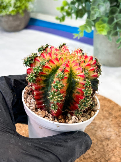 Gymnocalycium "Multicolor" (g2) (o3) | Special Hybrid cactus