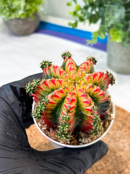 Gymnocalycium "Multicolor" (g2) (o3) | Special Hybrid cactus