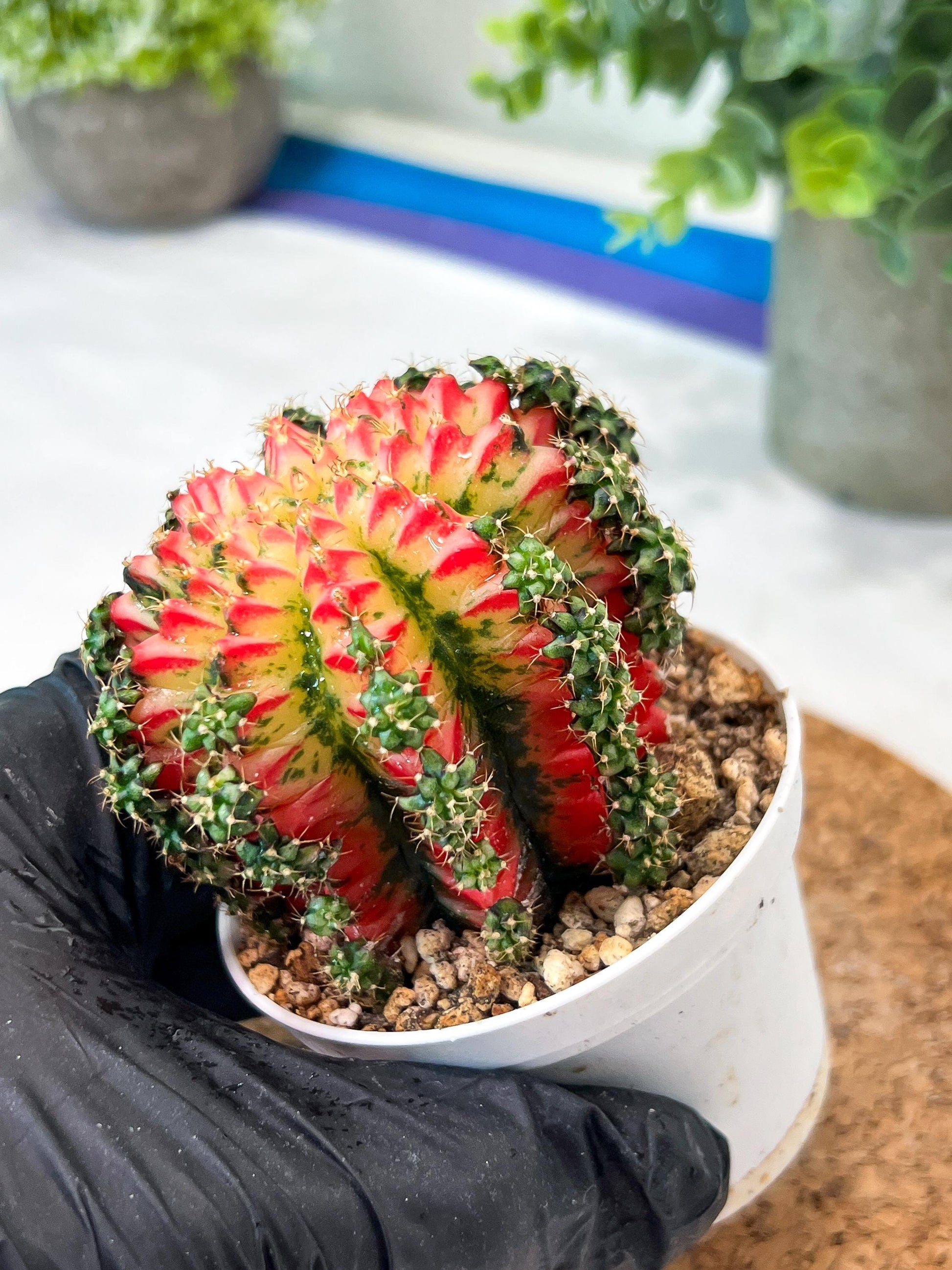 Gymnocalycium "Multicolor" (g2) (o4) | Special Hybrid cactus