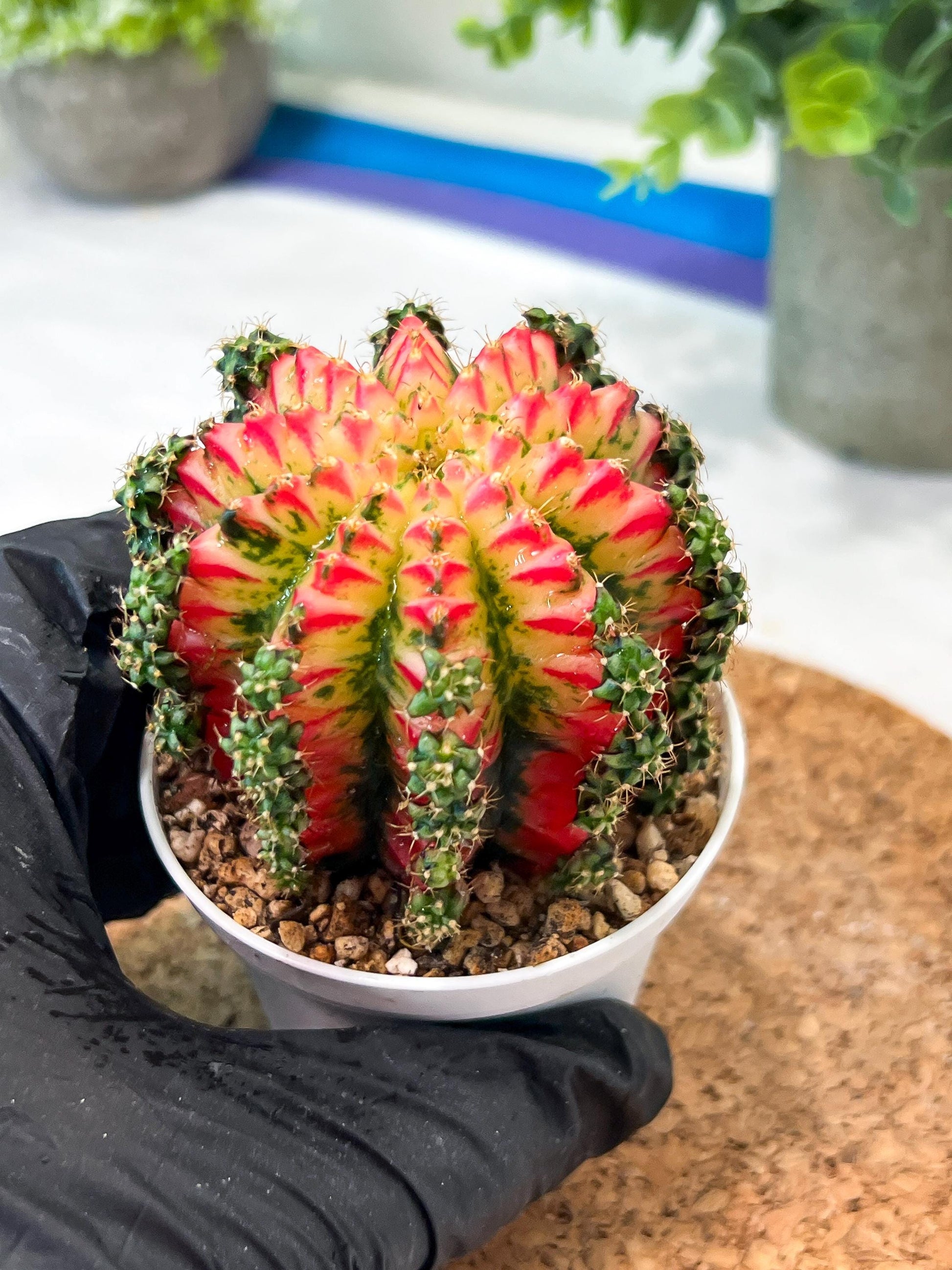 Gymnocalycium "Multicolor" (g2) (o4) | Special Hybrid cactus
